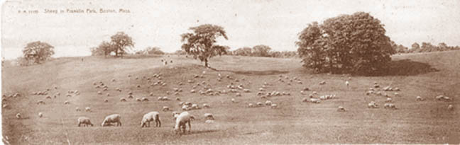 SheepFranklinParkBos.JPG