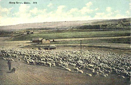 SheepHerdingIdaho.jpg