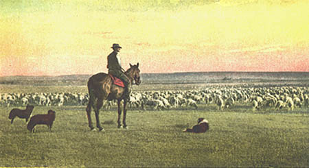 SheepHerdingInTheWest.jpg