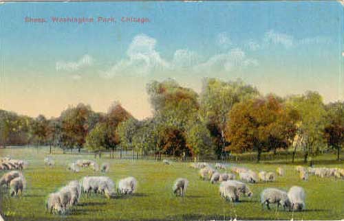 SheepWashingtonParkChicago.jpg