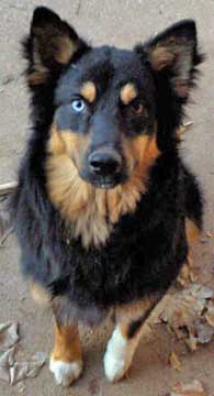 black white tan border collie