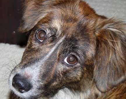 brindle border collie mix