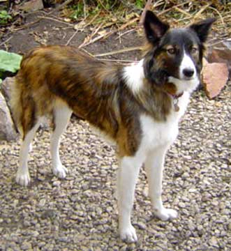 Brindle collie deals