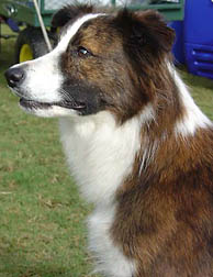 brindle border collie mix