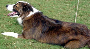 brindle border collie mix