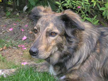 brindle border collie mix