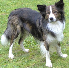 brindle border collie mix