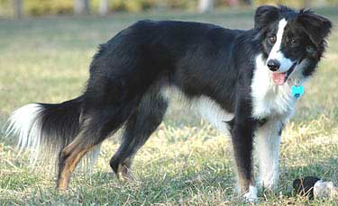 medium coat border collie