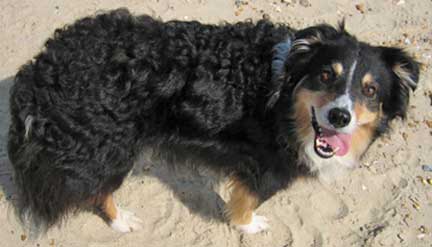 curly haired border collie