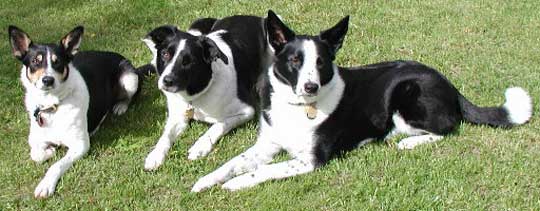 medium coat border collie