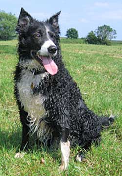 curly haired border collie