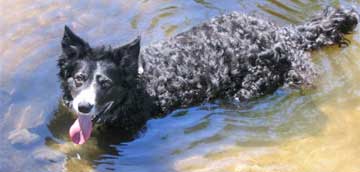 curly border collie