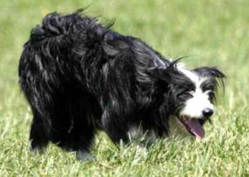 curly haired border collie