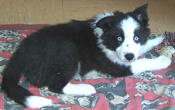 border collie eyes