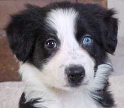 border collie eyes