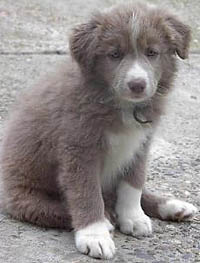 border collie lilac tricolor