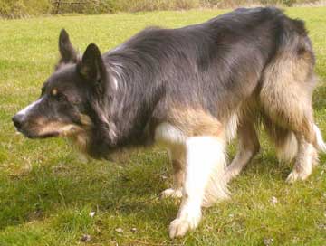 border collie lilac tricolor