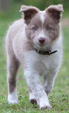 border collie lilac tricolor