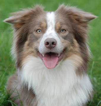 lilac white border collie