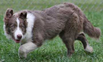 lilac white border collie