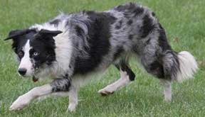 border collie blue merle tan