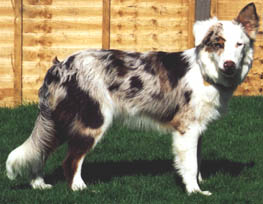 sable merle border collie