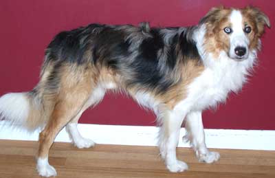 border collie blue merle tan