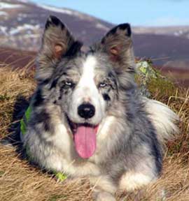 border collie blue merle tan