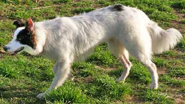 are white collies normal