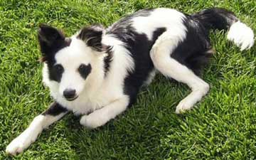 are white collies normal