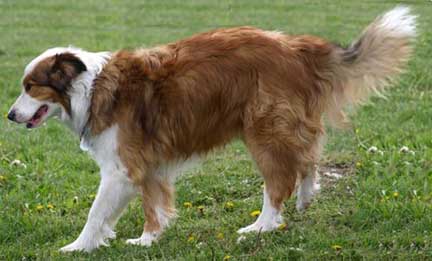red sable border collie
