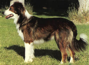 mahogany sable collie