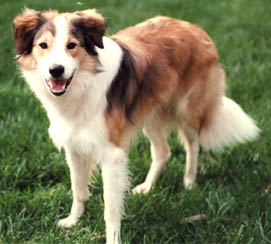 red sable border collie