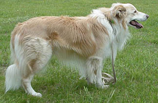 borzoi border collie mix