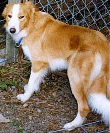 red border collie short hair