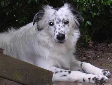 Speckled collie best sale