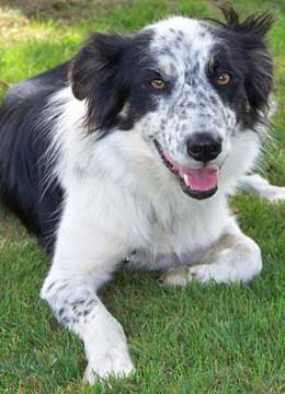 spotted border collie puppies