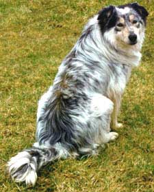 spotted border collie puppies