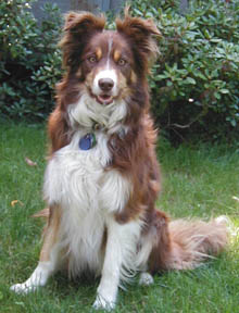 border collie red tri