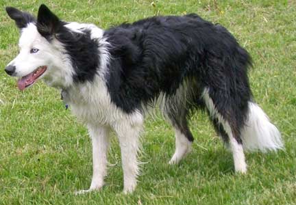 tri colored collie