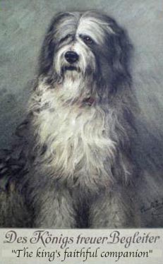 BeardedCollie.jpg