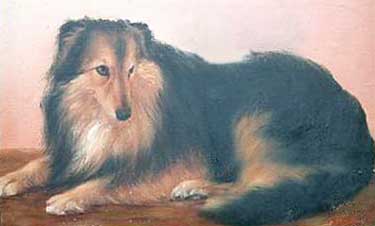 Collie1902.jpg