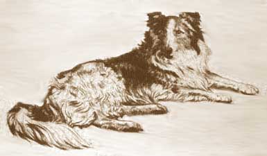 DianaThorn1931Collie.jpg