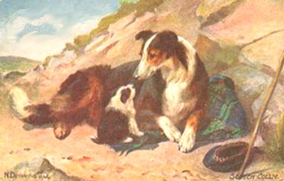 N.DrummondScotchCollie.jpg