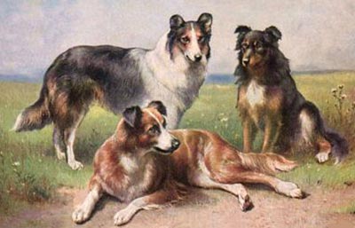 OldFashionedCollies.jpg