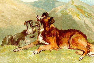 SheepDogs1859IllusLonN.jpg