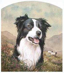 border-collieJohn-Wood.jpg