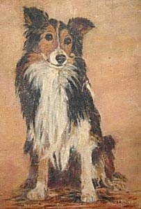 collie1.jpg