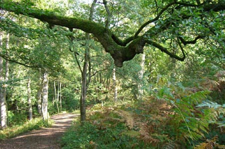 ForestOfDean08.jpg