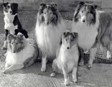 GroupOfIrisDogs1960s.jpg